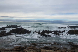 Kapstadt: Cape Aghullas Van Tour mit Abholung vom Hotel