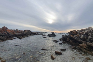 Kapstadt: Cape Aghullas Van Tour mit Abholung vom Hotel