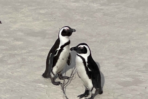 Cape Town: Cape Agulhas og Stony Point Penguin Tour