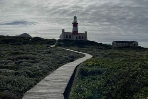 Cape Town: Cape Agulhas og Stony Point Penguin Tour