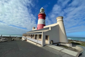 Città del Capo: Tour dei pinguini di Cape Agulhas e Stony Point
