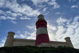 Città del Capo: Tour dei pinguini di Cape Agulhas e Stony Point