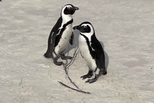 Città del Capo: Tour dei pinguini di Cape Agulhas e Stony Point
