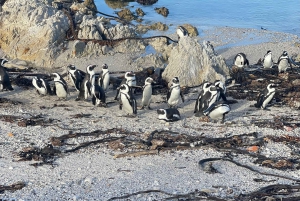 Città del Capo: Tour dei pinguini di Cape Agulhas e Stony Point