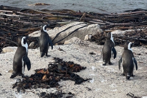 Città del Capo: Tour dei pinguini di Cape Agulhas e Stony Point