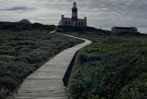 Città del Capo: Tour dei pinguini di Cape Agulhas e Stony Point
