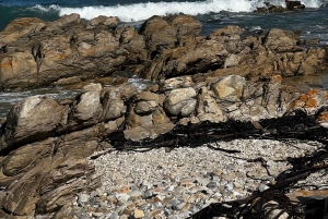 Kapsztad: wycieczka całodniowa do Przylądka Agulhas z obserwacją wielorybów