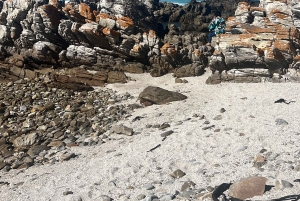 Kapsztad: wycieczka całodniowa do Przylądka Agulhas z obserwacją wielorybów