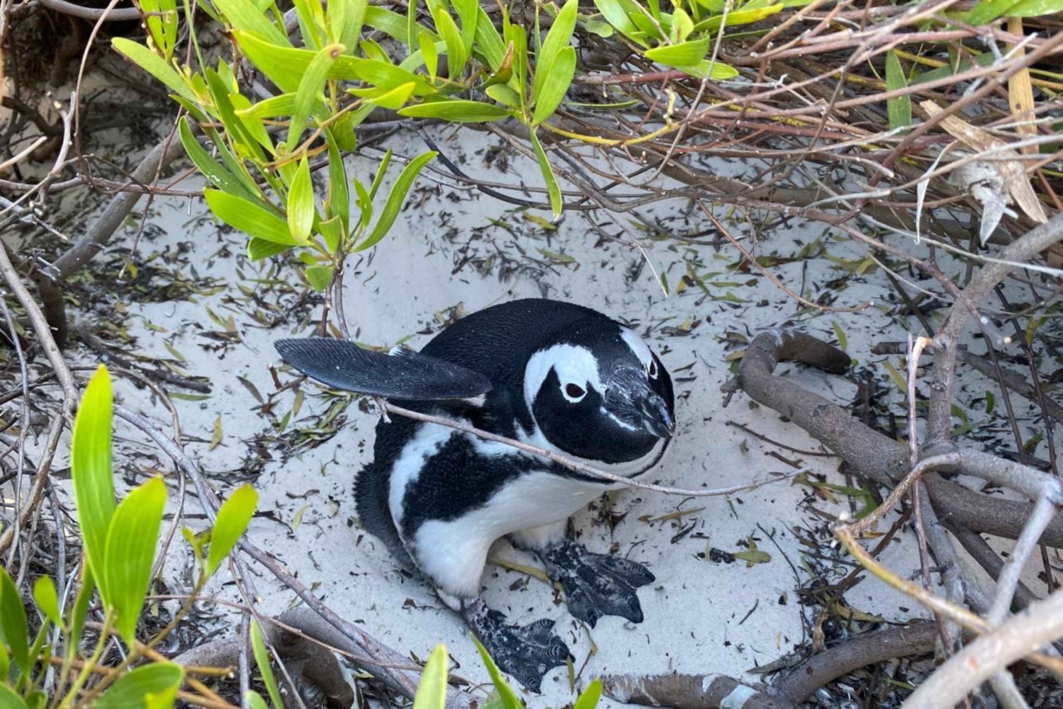 Cape Town: Cape of Good Hope and Boulders Beach Day Tour