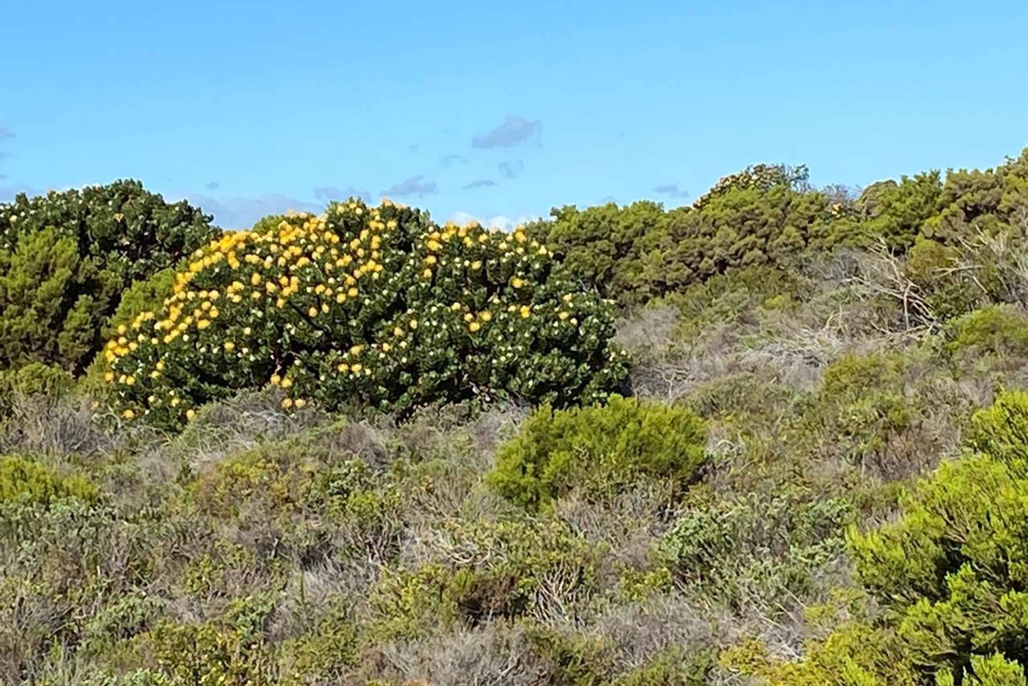 Cape Town: Cape of Good Hope and Boulders Beach Day Tour