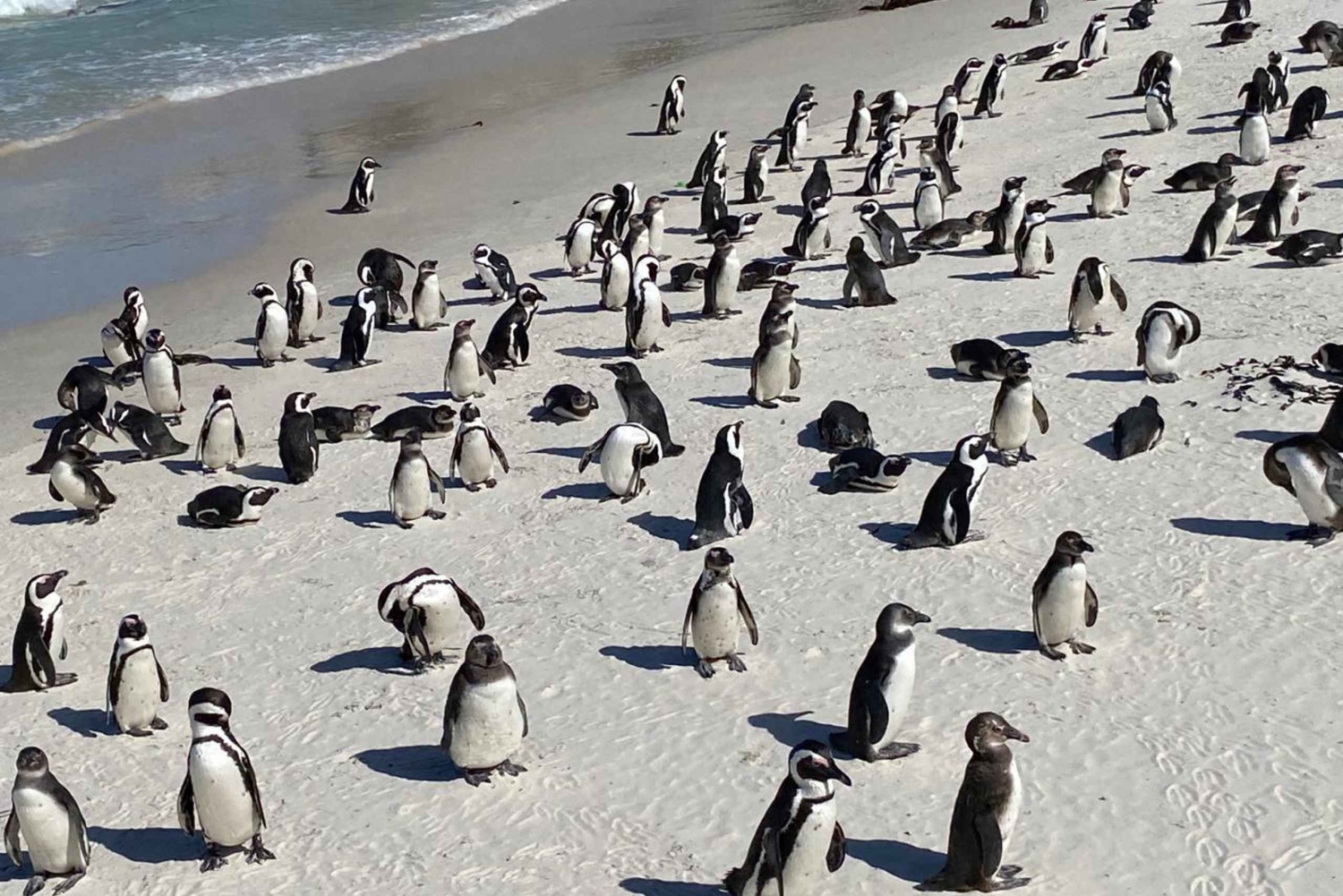Cape Town: Cape of Good Hope and Boulders Beach Day Tour