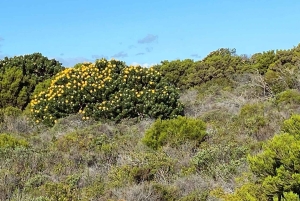Cape Town: Cape of Good Hope and Boulders Beach Day Tour