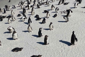 Cape Town: Cape of Good Hope and Boulders Beach Day Tour