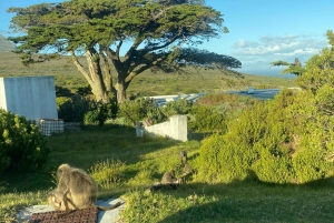 Cape Town: Cape of Good Hope and Boulders Beach Day Tour