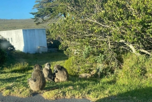 Cape Town: Cape of Good Hope and Boulders Beach Day Tour
