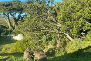 Cape Town: Cape of Good Hope and Boulders Beach Day Tour