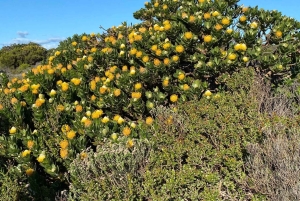 Cape Town: Cape of Good Hope and Boulders Beach Day Tour