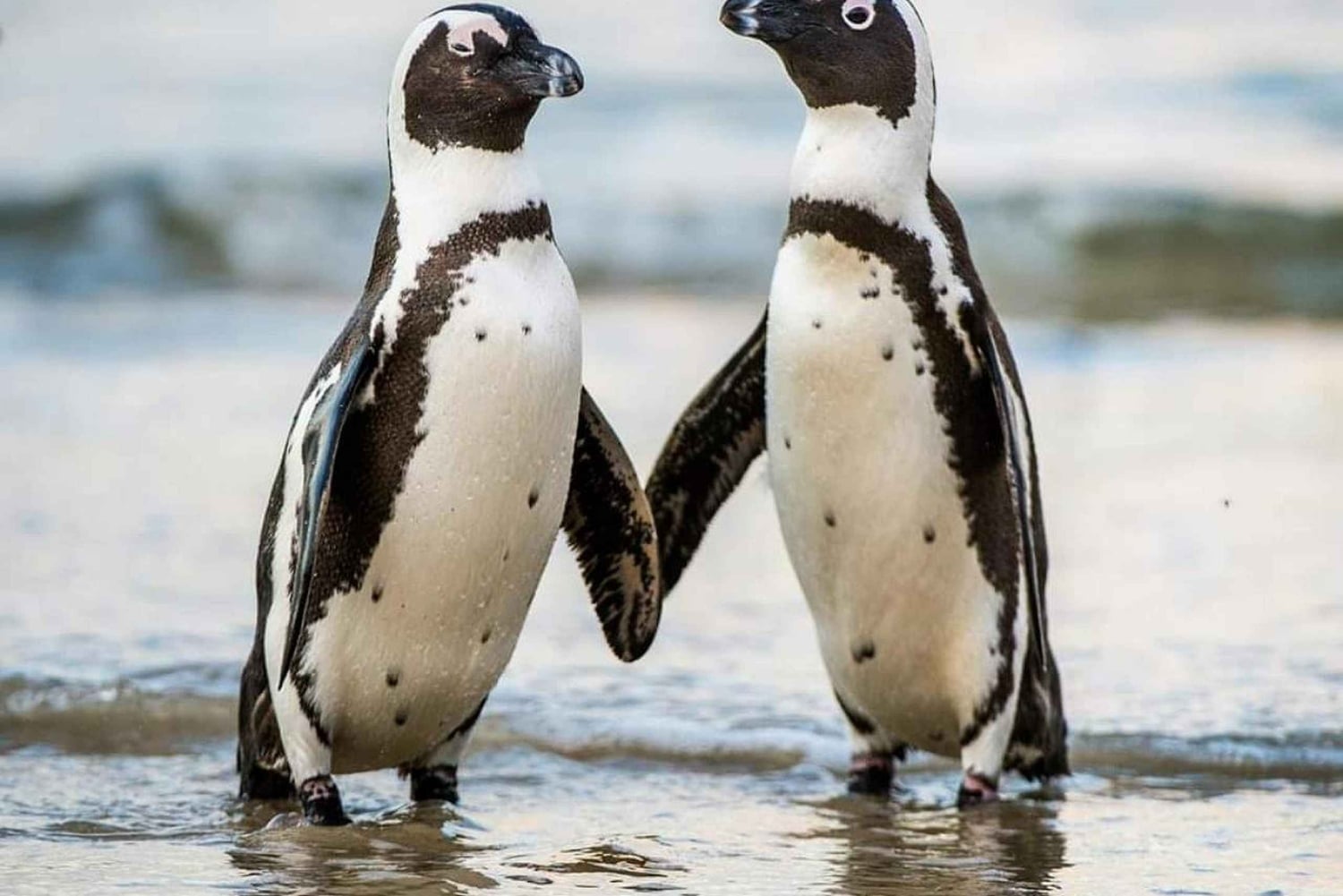 Città del Capo: Tour privato del Capo di Buona Speranza e della spiaggia di Boulders