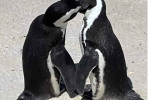 Città del Capo: Tour privato del Capo di Buona Speranza e della spiaggia di Boulders