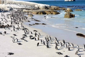 Città del Capo: Tour privato del Capo di Buona Speranza e della spiaggia di Boulders