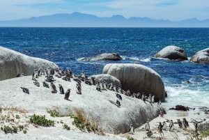 Città del Capo: Tour privato del Capo di Buona Speranza e della spiaggia di Boulders