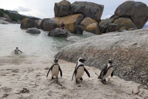 Kapsztad: prywatna poranna wycieczka do Przylądka Dobrej Nadziei w Cape Point