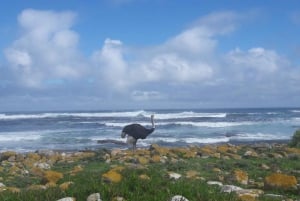 Cape Town: Privat Cape of Good Hope Cape Point Morgentur
