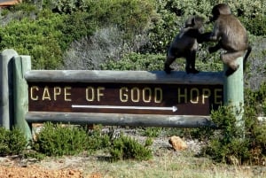 Città del Capo: Tour privato del Capo di Buona Speranza e di Cape Point al mattino