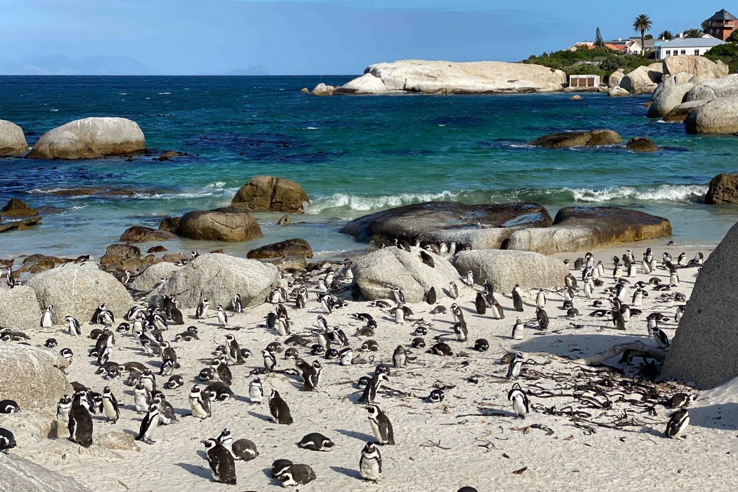 Città del Capo: tour di un giorno del Capo di Buona Speranza e dei pinguini