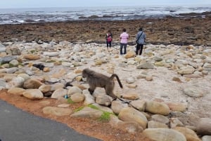 Le Cap : visite d'une journée du Cap de Bonne Espérance et des pingouins