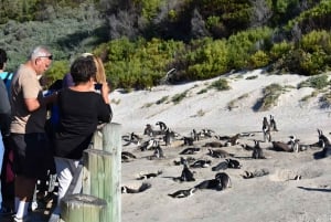 Cape Town: Cape of Good Hope and Penguins Full-Day Tour