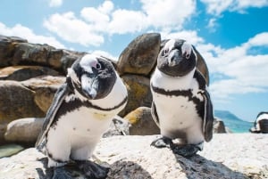Città del Capo: Tour di un giorno intero del Capo di Buona Speranza e dei Pinguini