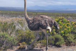 Cape Town: Cape of Good Hope and Penguins Full-Day Tour