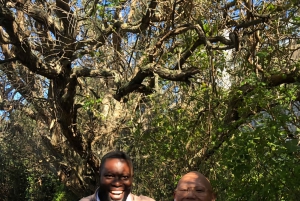 Cape Town: Cape of Good Hope and Penguins Full-Day Tour