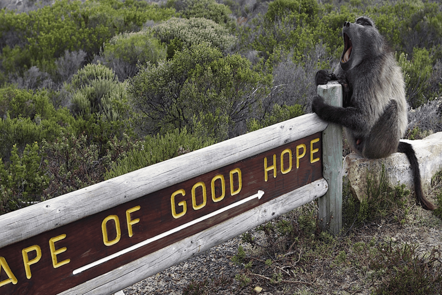 Kaapstad: CAPE VAN GOEDE HOOP EN PENGUINS PRIVÉ VOLLE DAG.