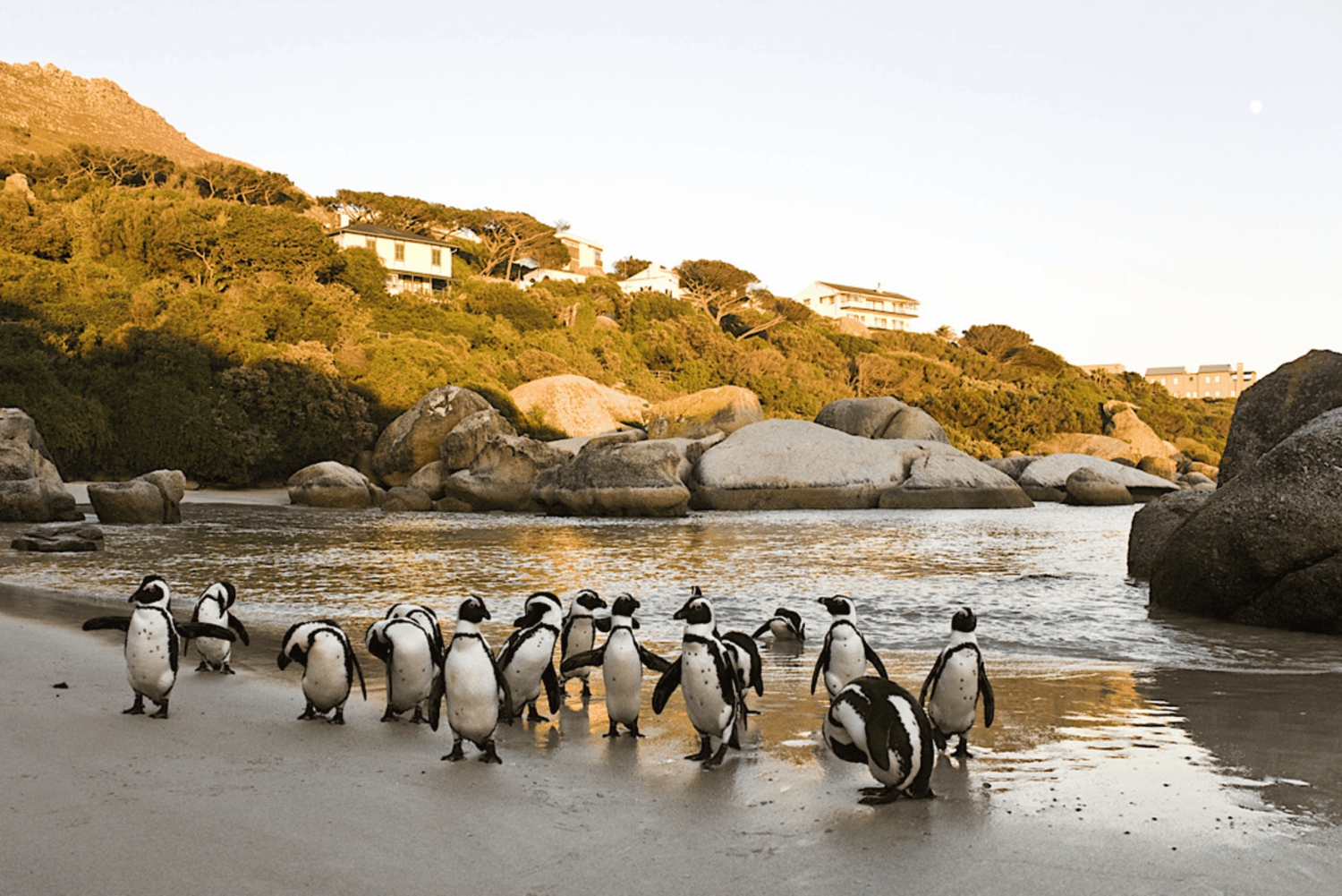 Kaapstad: CAPE VAN GOEDE HOOP EN PENGUINS PRIVÉ VOLLE DAG.