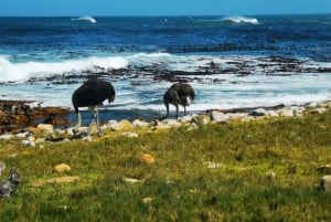 Кейптаун: CAPE OF GOOD HOPE AND PENGUINS PRIVATE FULL DAY.