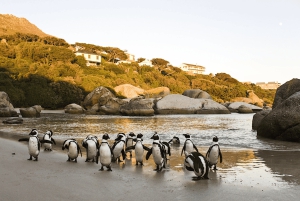 Kaapstad: CAPE VAN GOEDE HOOP EN PENGUINS PRIVÉ VOLLE DAG.