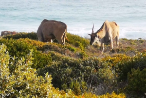 Kaapstad: CAPE VAN GOEDE HOOP EN PENGUINS PRIVÉ VOLLE DAG.