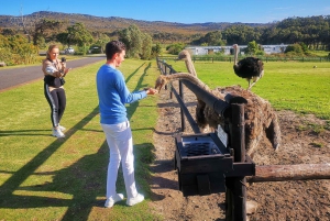 Kaapstad: CAPE VAN GOEDE HOOP EN PENGUINS PRIVÉ VOLLE DAG.