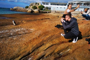 Kaapstad: CAPE VAN GOEDE HOOP EN PENGUINS PRIVÉ VOLLE DAG.