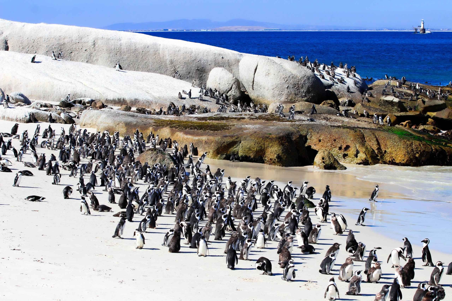 Cidade do Cabo: Excursão de grupo ao Cabo da Boa Esperança e Boulders Beach
