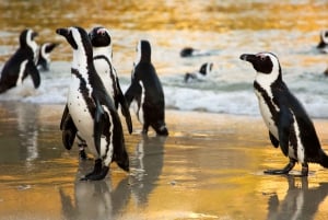 Le Cap : Circuit en groupe au Cap de Bonne Espérance et à Boulders Beach