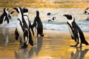 Cidade do Cabo: Excursão de grupo ao Cabo da Boa Esperança e Boulders Beach