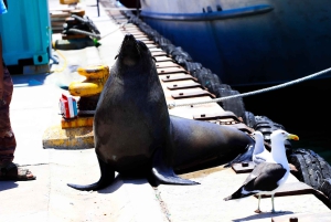 Cidade do Cabo: Excursão de grupo ao Cabo da Boa Esperança e Boulders Beach
