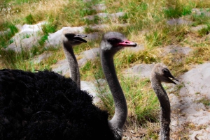 Cidade do Cabo: Excursão de grupo ao Cabo da Boa Esperança e Boulders Beach