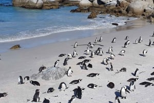 Le Cap : Cap de Bonne Espérance, visite Instagram partagée avec les pingouins