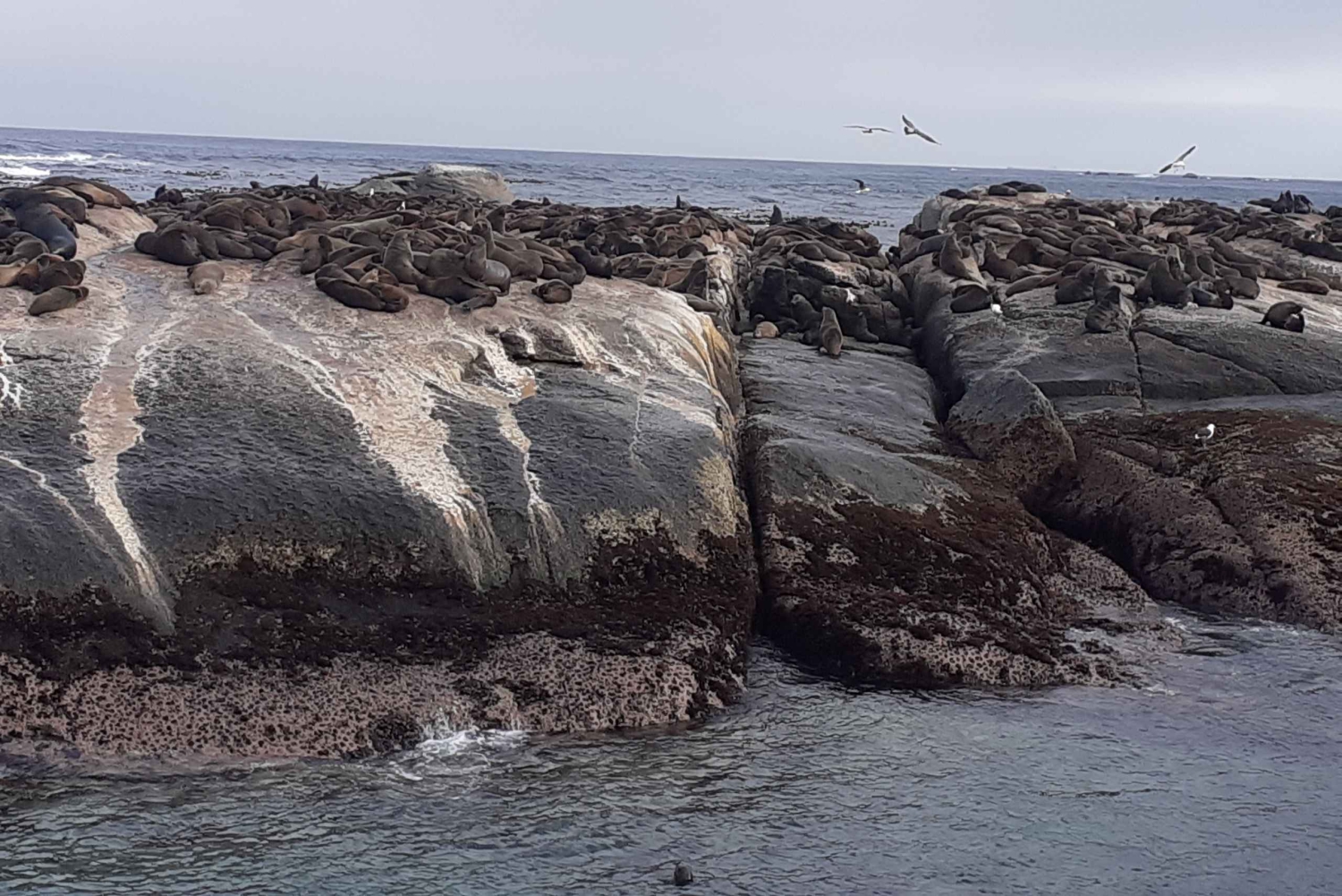 Kapstadt: Kap der Guten Hoffnung, Robben und Pinguine – Tagestour