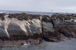 Le Cap : excursion d'une journée au Cap de Bonne Espérance, aux phoques et aux pingouins
