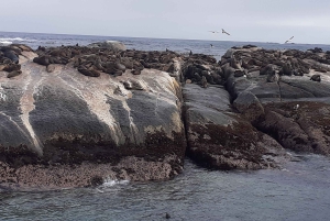 Kapstadt: Kap der Guten Hoffnung, Robben und Pinguine – Tagestour